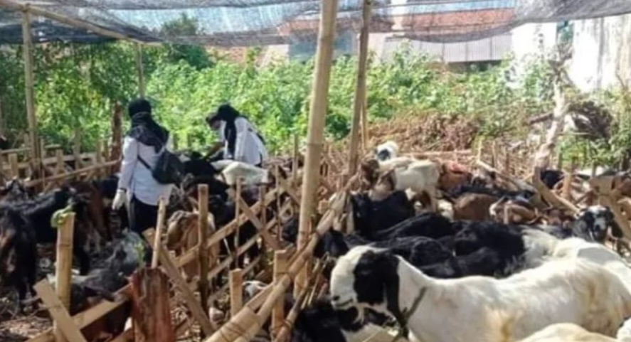 Pemkab Sumenep lakukan pengawasan hewan kurban di semua kecamatan
