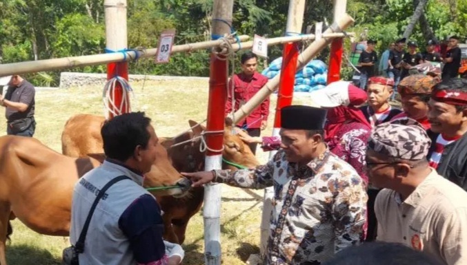 Pemerintah Pamekasan Kembangkan Bibit Unggul Sapi Madura di Empat Kecamatan