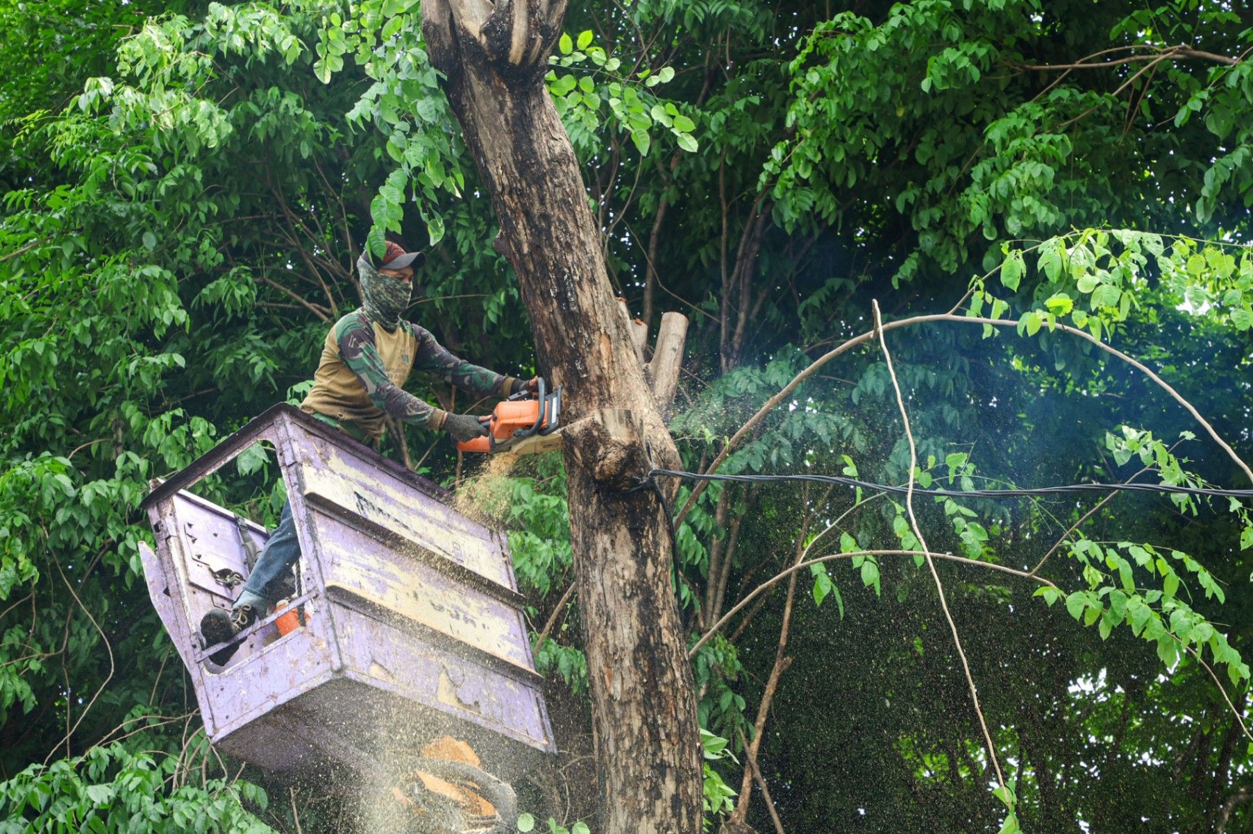 Siaga Musim Hujan , Pemkot Surabaya Gencarkan Perantingan hingga Peremajaan Pohon Tua