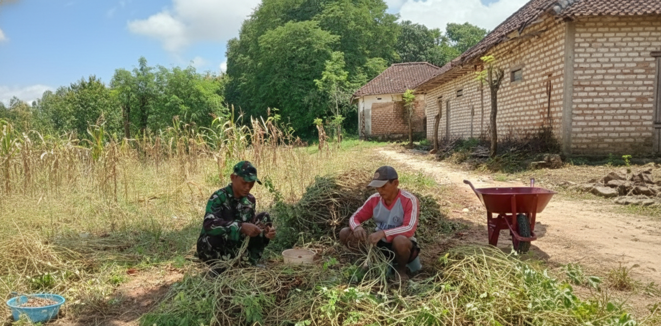 Perkuat Ketahanan Pangan, Babinsa Turun ke Ladang Dampingi Panen Kacang di Sumenep