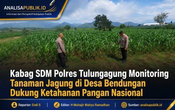 Kabag SDM Polres Tulungagung Monitoring Tanaman Jagung di Desa Bendungan Dukung Ketahanan Pangan Nasional