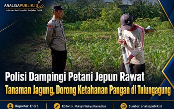 Polisi Dampingi Petani Jepun Rawat Tanaman Jagung, Dorong Ketahanan Pangan di Tulungagung